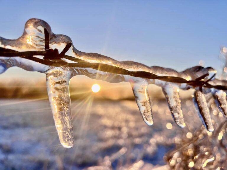 The Art of Nature: Understanding the Fascinating Ice Patterns on Wire Fences