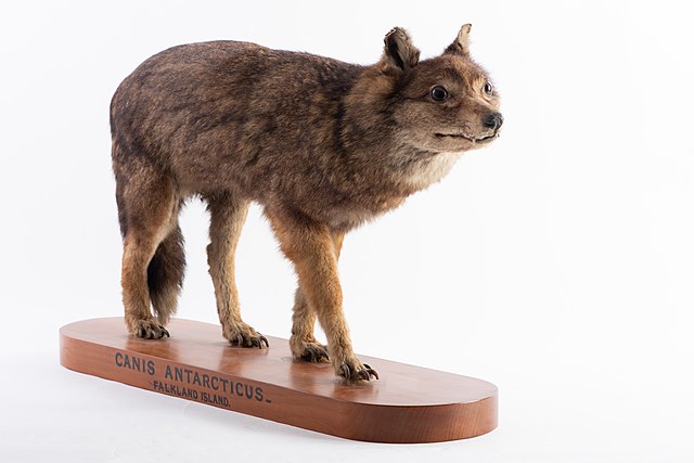 The Friendly Falklands Wolf: Extinct Canid Once Swam to Greet Sailors